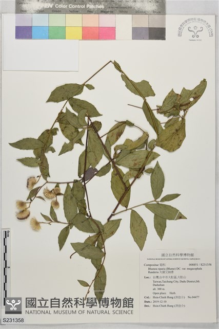 大頭艾納香藏品圖，第1張