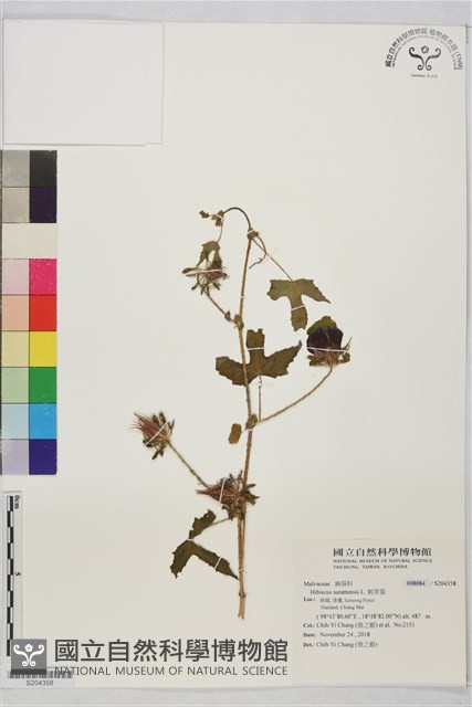 刺芙蓉藏品圖，第1張