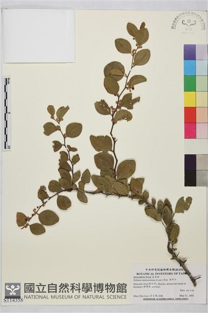 馬甲子藏品圖，第1張