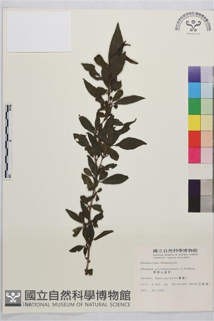 畢祿山鼠李藏品圖，第1張