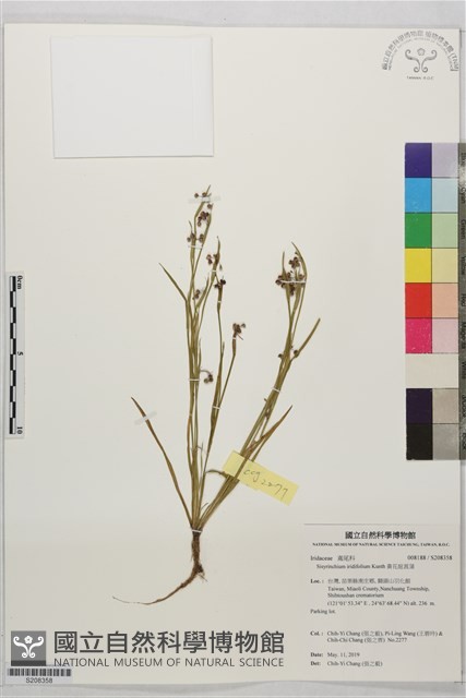 黃花庭菖蒲藏品圖，第1張