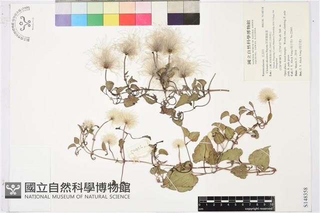 屏東鐵線蓮藏品圖，第1張