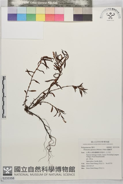 蠶繭草藏品圖，第1張