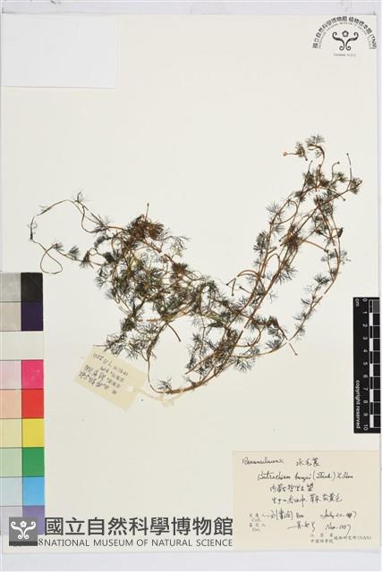 水毛茛藏品圖，第1張