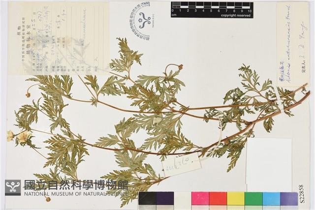 蜀側金盞花藏品圖，第1張