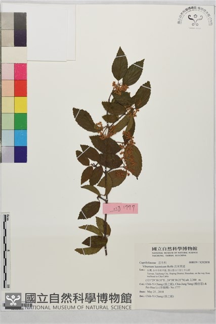 呂宋莢迷藏品圖，第1張