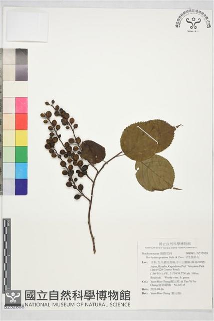 早生旌節花藏品圖，第1張