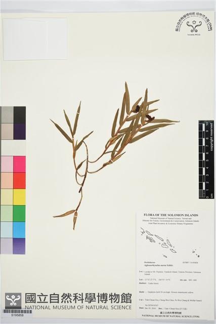 登錄號:S195858藏品圖，第1張