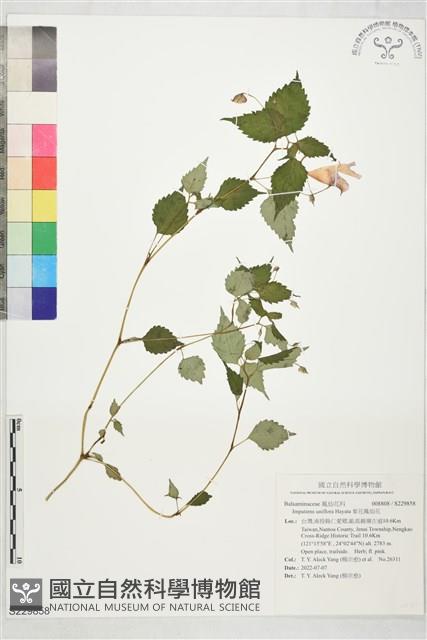 紫花鳳仙花藏品圖，第1張