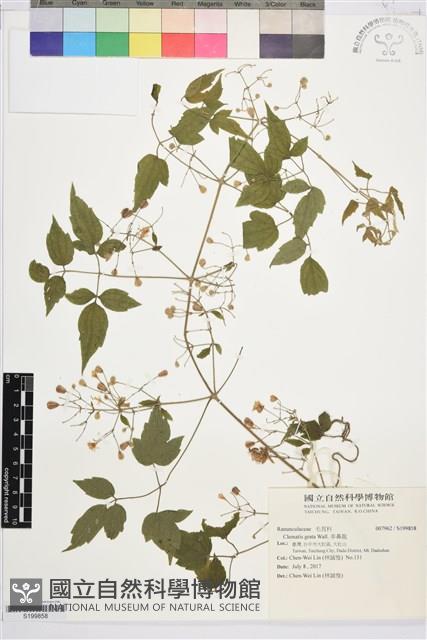 串鼻龍藏品圖，第1張