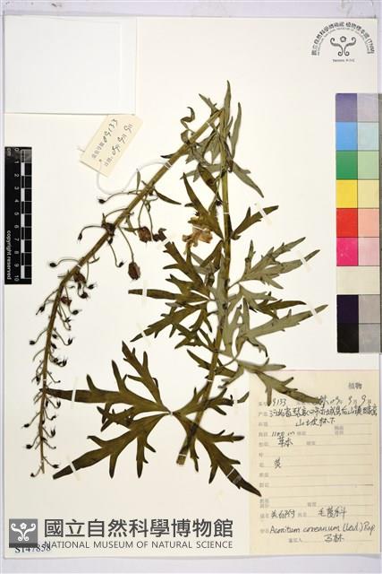 黃花烏頭藏品圖，第1張