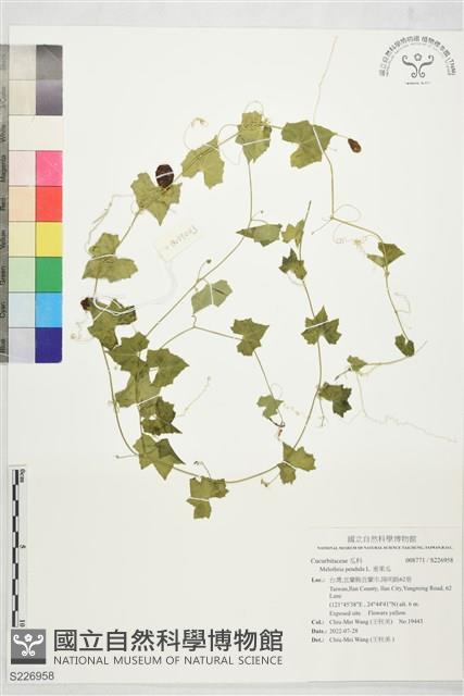 垂果瓜藏品圖，第1張