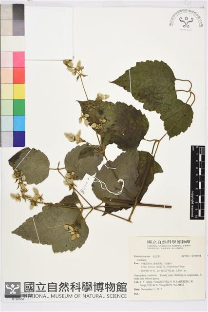 登錄號:S196958藏品圖，第1張