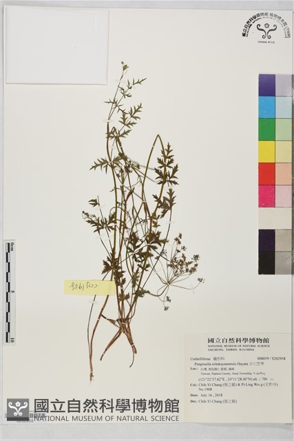 玉山茴香藏品圖，第1張