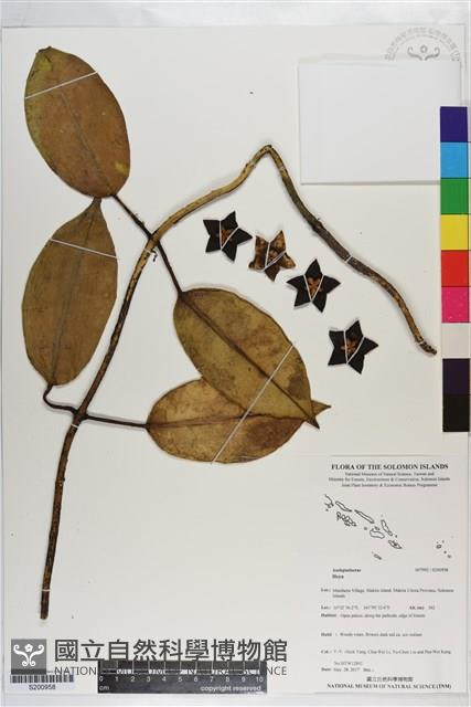 登錄號:S200958藏品圖，第1張