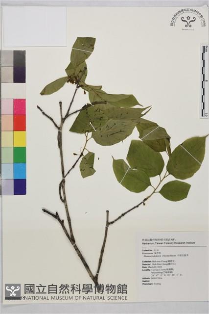 中原氏鼠李藏品圖，第1張