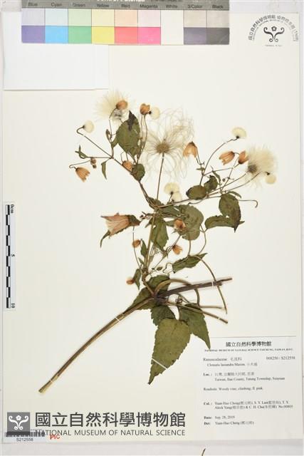 小木通藏品圖，第1張