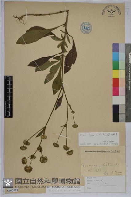 地膽草、毛蓮菜藏品圖，第1張