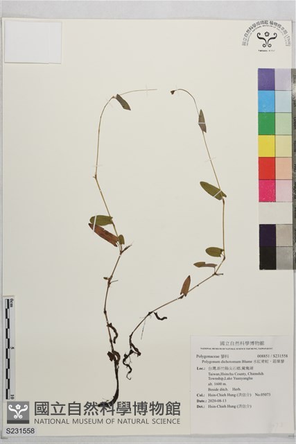 水紅骨蛇、箭葉蓼藏品圖，第1張