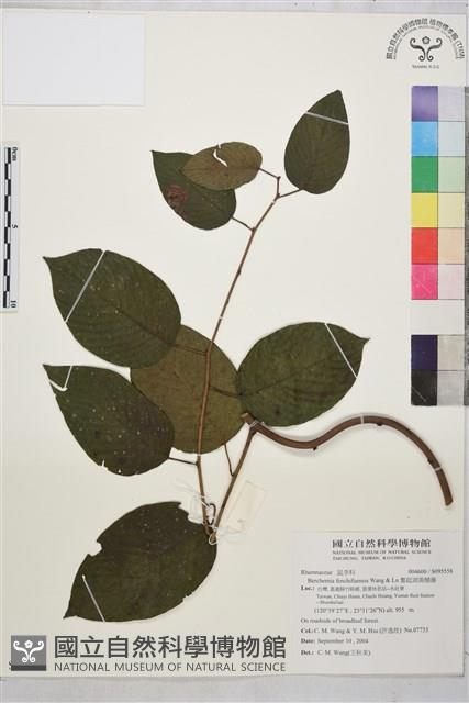 奮起湖黃鱔藤藏品圖，第1張