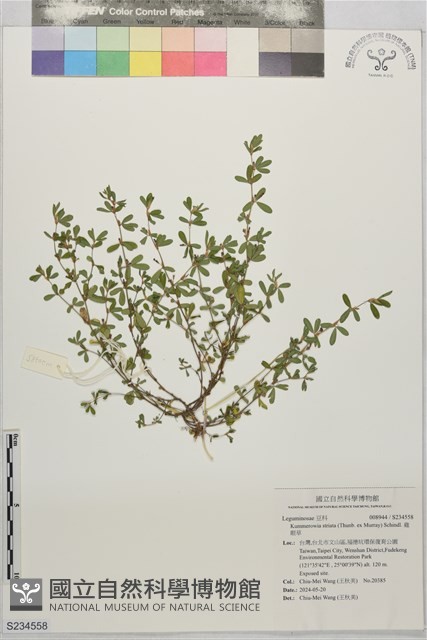 雞眼草藏品圖，第1張