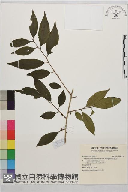 畢祿山鼠李藏品圖，第1張