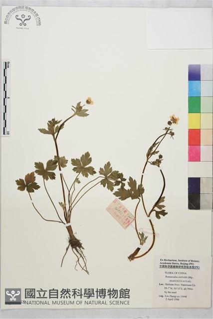 辣子草、揚子毛茛藏品圖，第1張