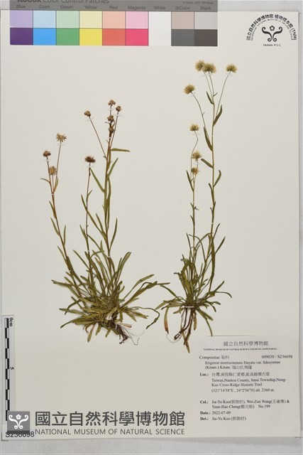 福山氏飛蓬藏品圖，第1張