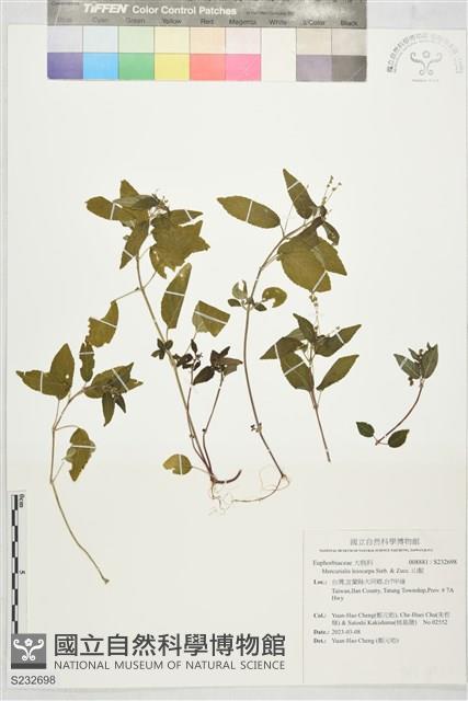 山靛藏品圖，第1張