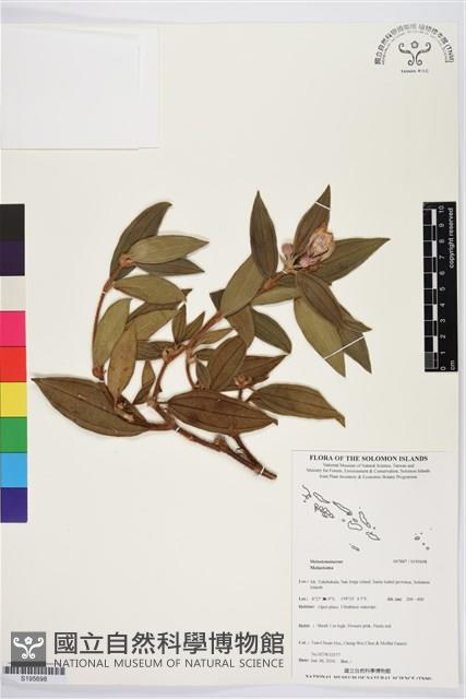 登錄號:S195698藏品圖，第1張