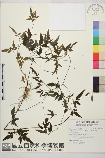 田村氏鐵線蓮藏品圖，第1張