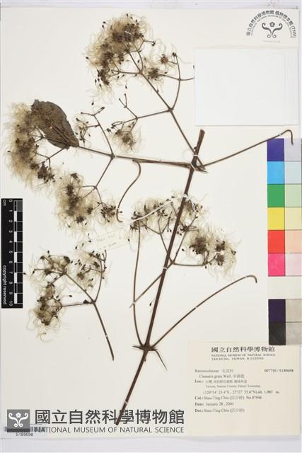 串鼻龍藏品圖，第1張