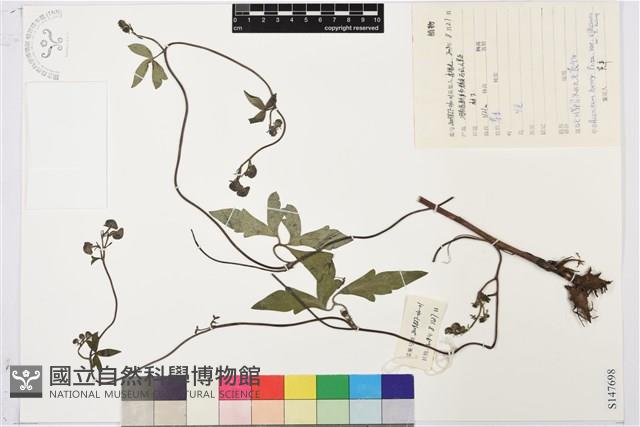 毛川鄂烏頭藏品圖，第1張