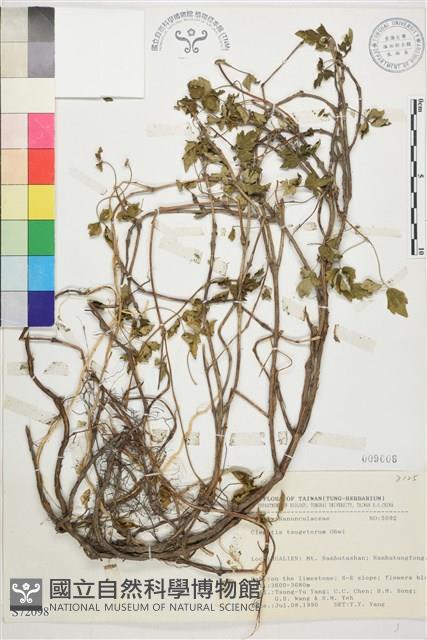 高山鐵線蓮藏品圖，第1張