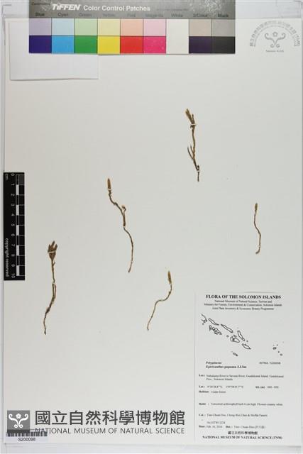 登錄號:S200098藏品圖，第1張
