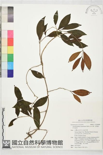 長果藤、芒毛苣苔藏品圖，第1張