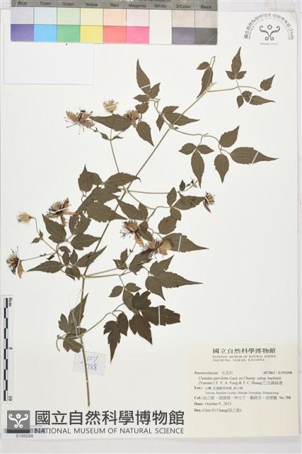 巴氏鐵線蓮藏品圖，第1張