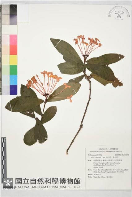 仙丹花、龍船花藏品圖，第1張