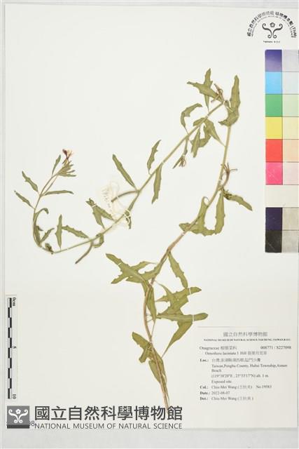 裂葉月見草藏品圖，第1張