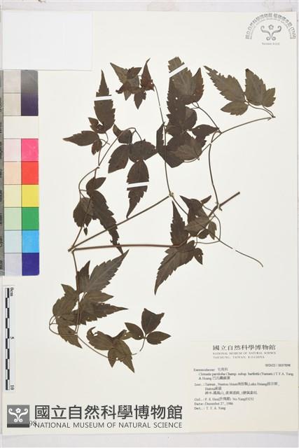 巴氏鐵線蓮藏品圖，第2張