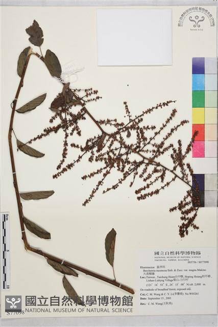 大黃鱔藤藏品圖，第1張