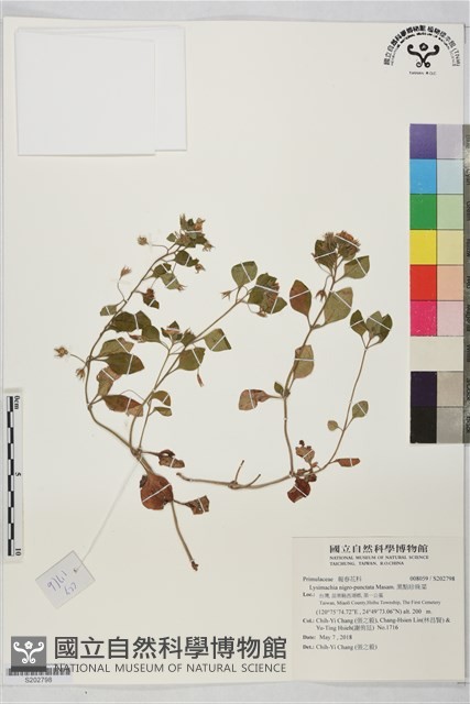 黑點珍珠菜藏品圖，第1張