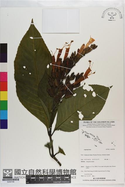 登錄號:S200798藏品圖，第1張