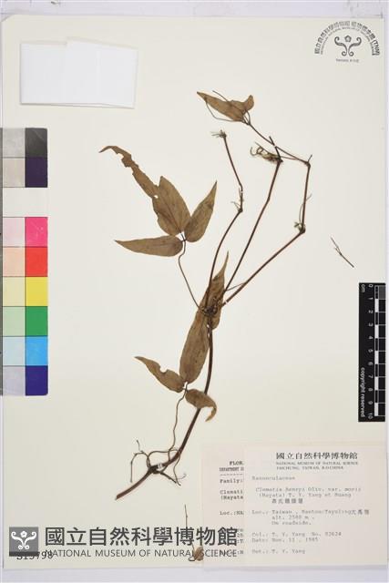 森氏鐵線蓮藏品圖，第2張