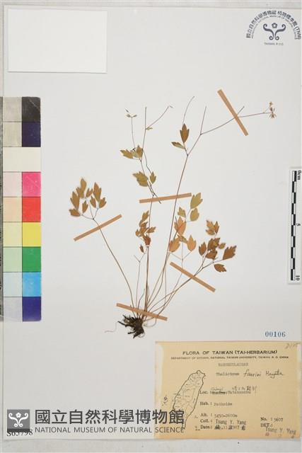 臺灣唐松草、臺灣鐵大烏藏品圖，第1張