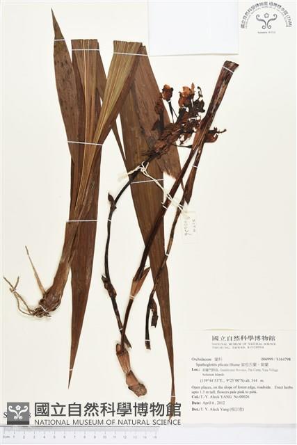 紫苞舌蘭、紫蘭藏品圖，第1張