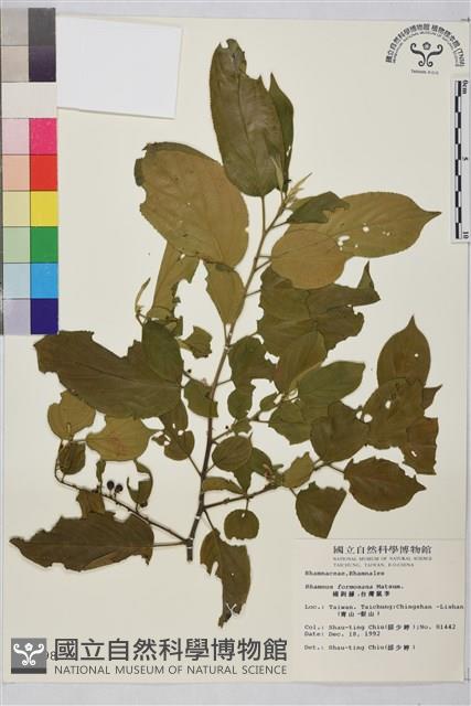 桶鉤藤藏品圖，第1張