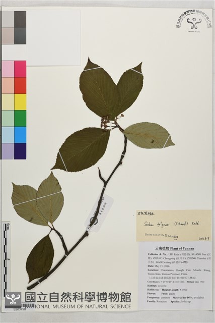 石灰花楸藏品圖，第1張
