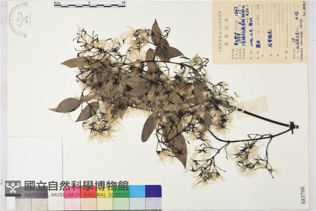 柱果鐵線蓮藏品圖，第2張