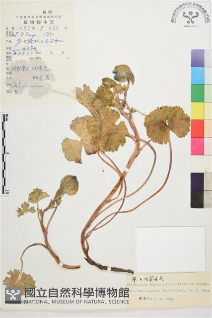 察瓦龍翠雀花藏品圖，第1張